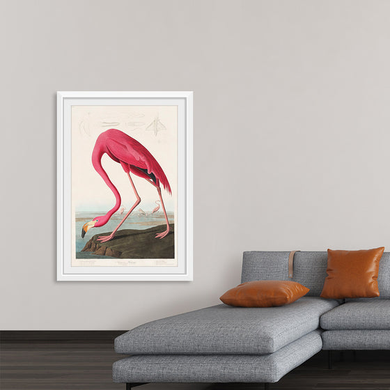 "Pink Flamingo from Birds of America", John James Audubon