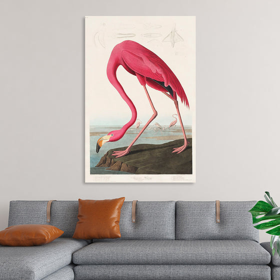 "Pink Flamingo from Birds of America", John James Audubon