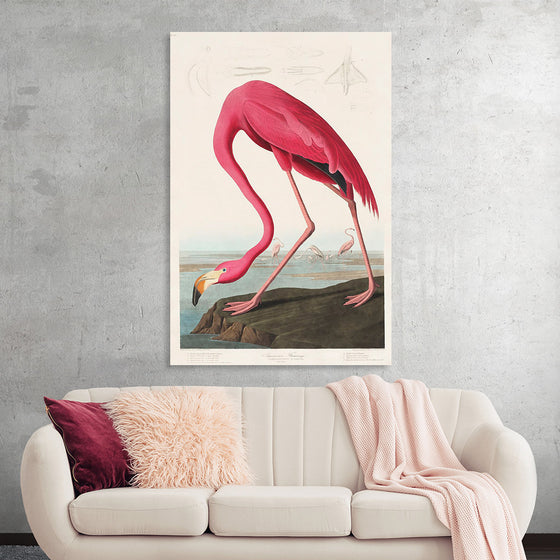 "Pink Flamingo from Birds of America", John James Audubon