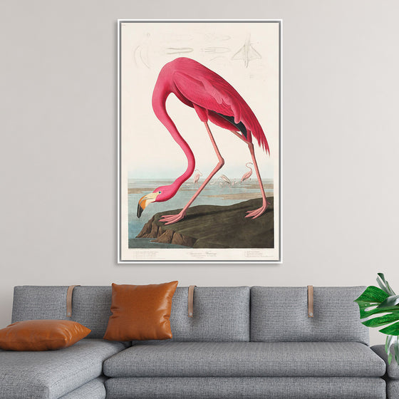 "Pink Flamingo from Birds of America", John James Audubon