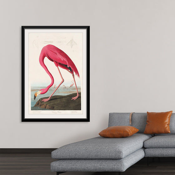 "Pink Flamingo from Birds of America", John James Audubon