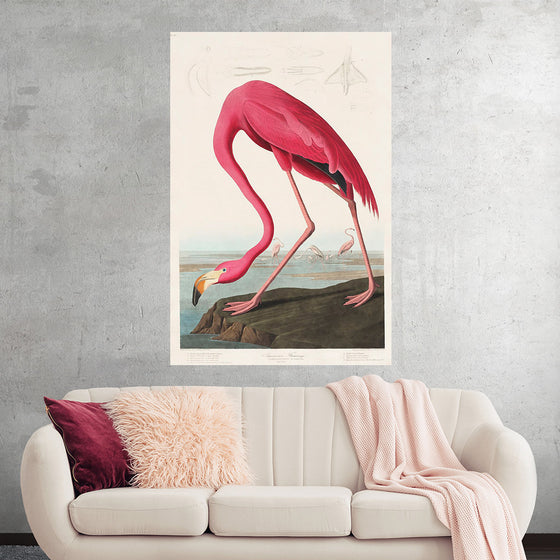 "Pink Flamingo from Birds of America", John James Audubon