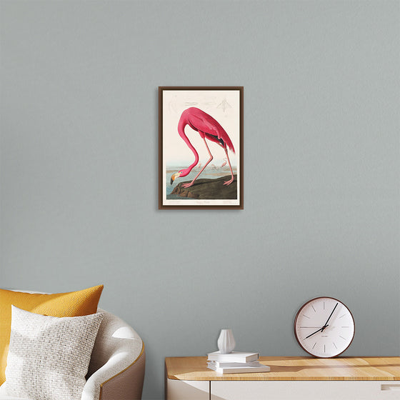 "Pink Flamingo from Birds of America", John James Audubon