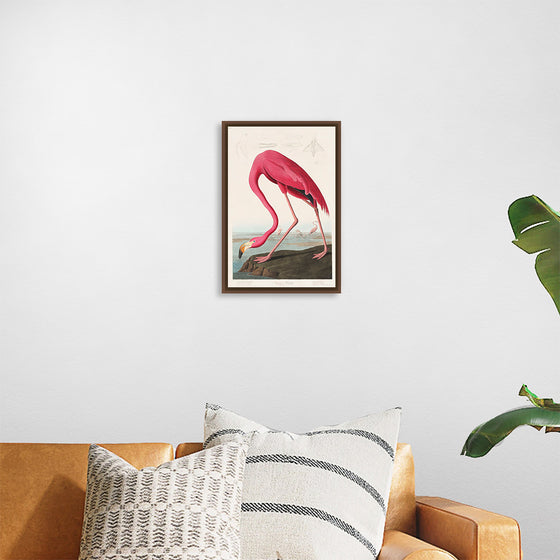 "Pink Flamingo from Birds of America", John James Audubon