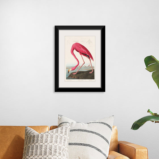 "Pink Flamingo from Birds of America", John James Audubon