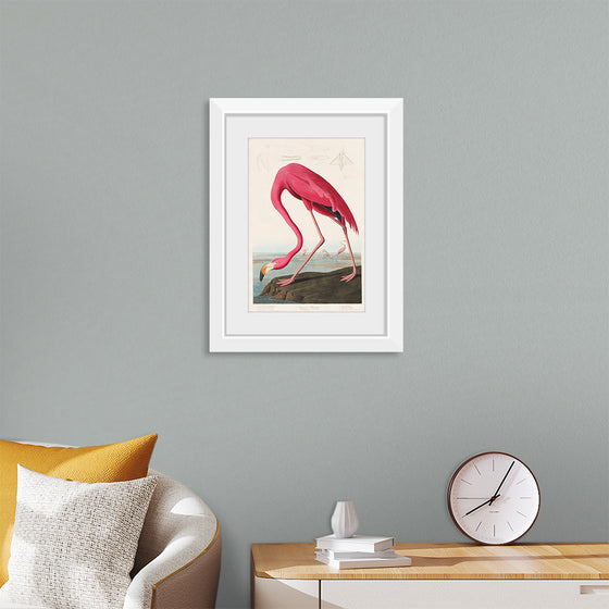 "Pink Flamingo from Birds of America", John James Audubon