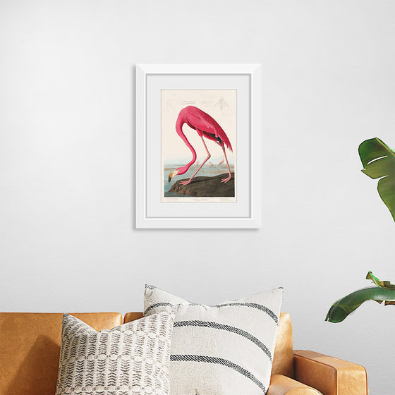 "Pink Flamingo from Birds of America", John James Audubon