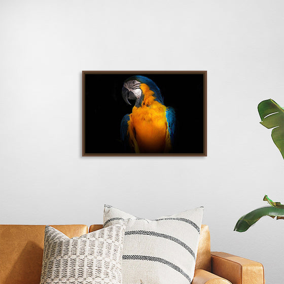 "Tropicana Macaw Parrot"