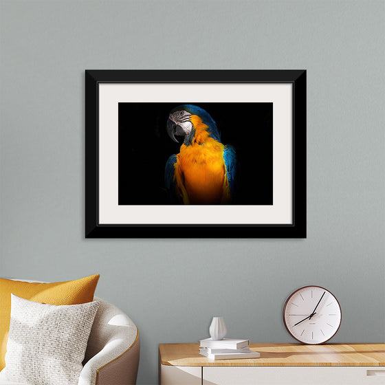 "Tropicana Macaw Parrot"