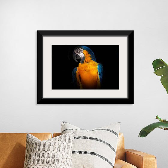 "Tropicana Macaw Parrot"