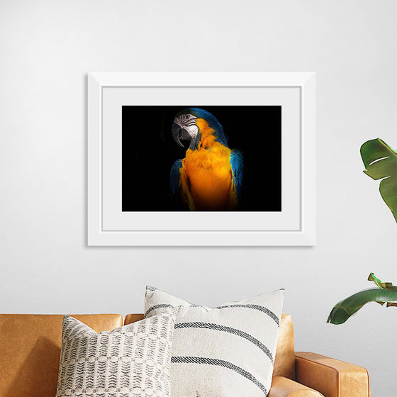 "Tropicana Macaw Parrot"