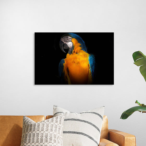 "Tropicana Macaw Parrot"