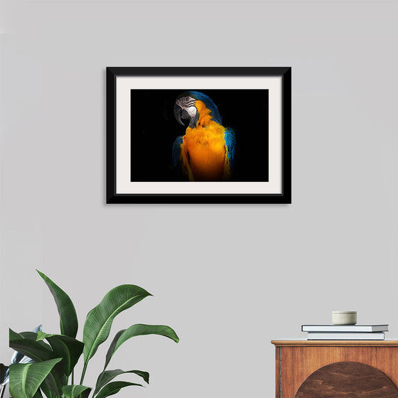 "Tropicana Macaw Parrot"