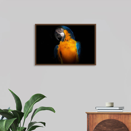 "Tropicana Macaw Parrot"