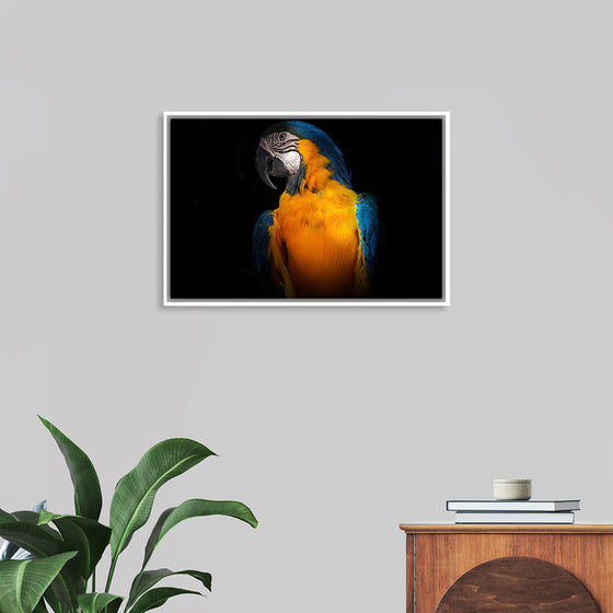 "Tropicana Macaw Parrot"