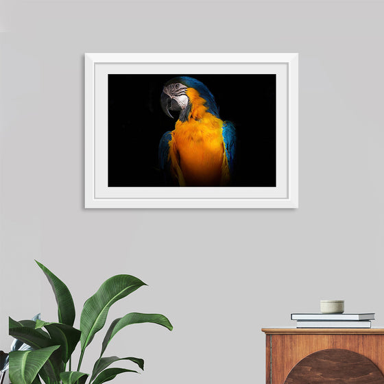 "Tropicana Macaw Parrot"