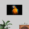 "Tropicana Macaw Parrot"