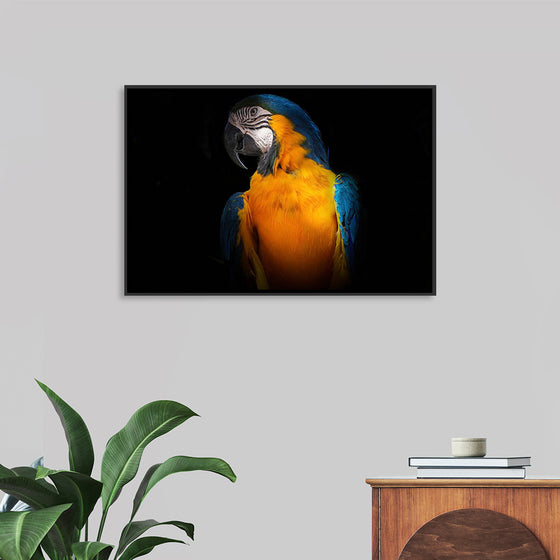 "Tropicana Macaw Parrot"