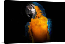  This vibrant print brings to life the majestic beauty of a macaw, its plumage a stunning array of bold yellows, deep blues, and hints of green. The bird’s keen eye and intricate facial patterns draw you into a moment of natural wonder.