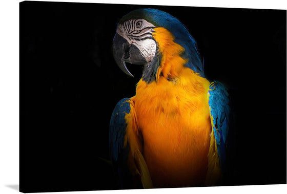 This vibrant print brings to life the majestic beauty of a macaw, its plumage a stunning array of bold yellows, deep blues, and hints of green. The bird’s keen eye and intricate facial patterns draw you into a moment of natural wonder.