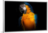 "Tropicana Macaw Parrot"