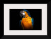 "Tropicana Macaw Parrot"