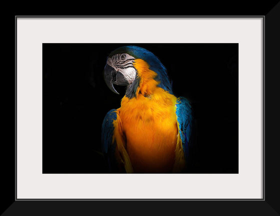 "Tropicana Macaw Parrot"