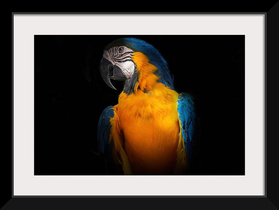 "Tropicana Macaw Parrot"