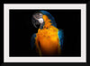 "Tropicana Macaw Parrot"