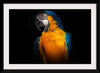 "Tropicana Macaw Parrot"