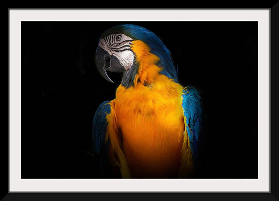 "Tropicana Macaw Parrot"