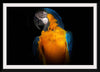 "Tropicana Macaw Parrot"