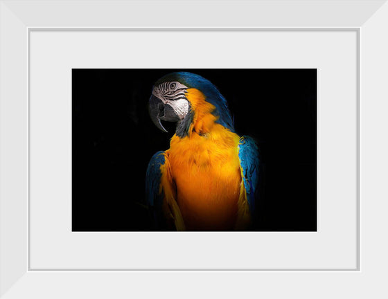 "Tropicana Macaw Parrot"