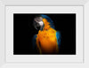 "Tropicana Macaw Parrot"