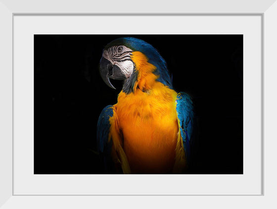 "Tropicana Macaw Parrot"