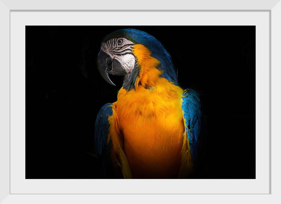 "Tropicana Macaw Parrot"