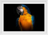 "Tropicana Macaw Parrot"