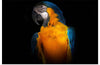 "Tropicana Macaw Parrot"