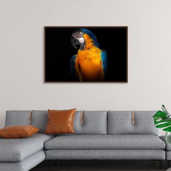 "Tropicana Macaw Parrot"