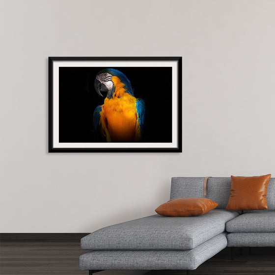 "Tropicana Macaw Parrot"