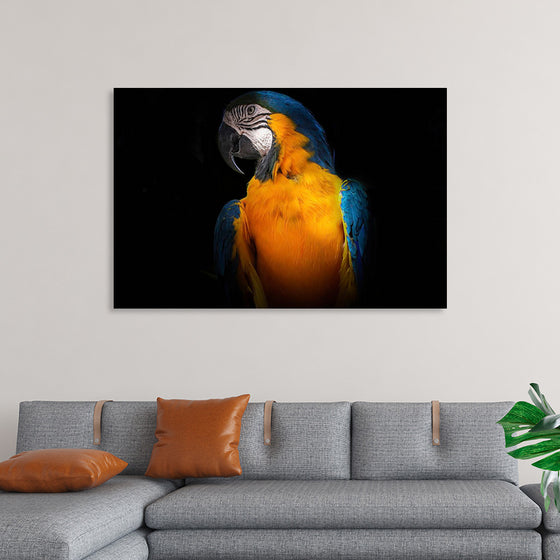 "Tropicana Macaw Parrot"