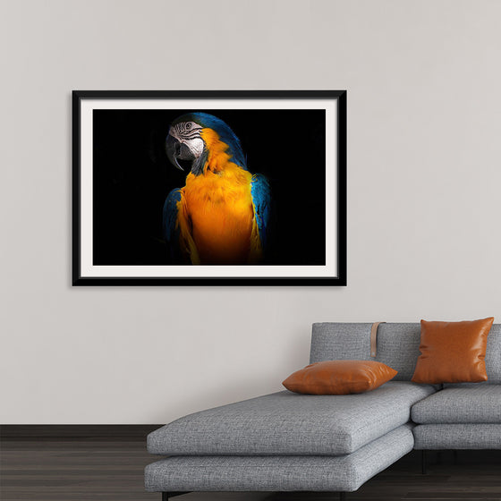 "Tropicana Macaw Parrot"