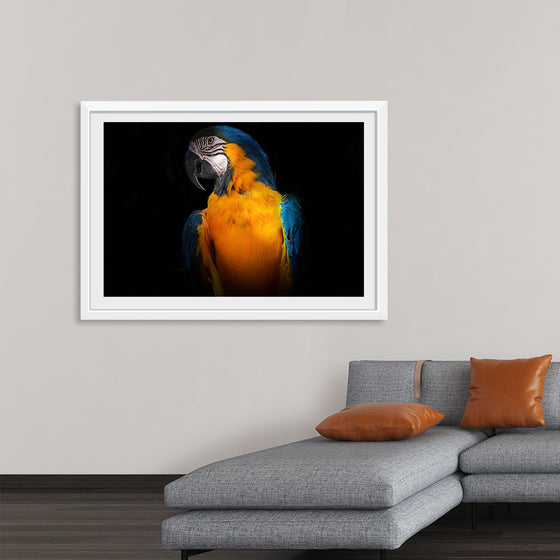 "Tropicana Macaw Parrot"