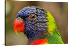  Immerse yourself in the vibrant splendor of nature with this exquisite print featuring a close-up of a Rainbow Lorikeet. The artwork captures the essence of this captivating bird, showcasing its striking blue plumage that seamlessly transitions into a symphony of green, yellow, and red feathers. 