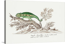  “Bradypodion pumilum: Cape Dwarf Chameleon” by Robert Jacob Gordon invites you into the intricate world of this enigmatic reptile. Captured with meticulous detail, this exquisite print showcases the vibrant green scales of the cape dwarf chameleon as it gracefully traverses a branch. Against a textured backdrop, the chameleon’s poised elegance and natural camouflage come to life. 