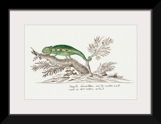 "Bradypodion pumilum: cape dwarf chameleon", Robert Jacob Gordon