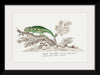 "Bradypodion pumilum: cape dwarf chameleon", Robert Jacob Gordon