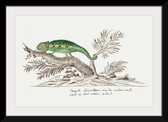 "Bradypodion pumilum: cape dwarf chameleon", Robert Jacob Gordon