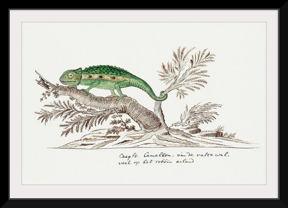 "Bradypodion pumilum: cape dwarf chameleon", Robert Jacob Gordon