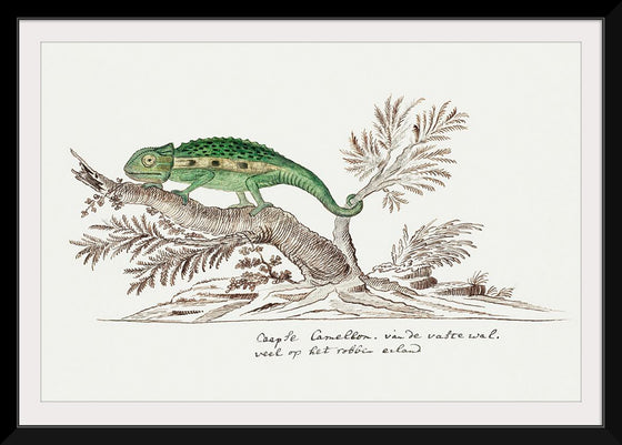 "Bradypodion pumilum: cape dwarf chameleon", Robert Jacob Gordon